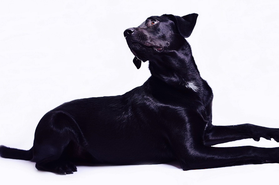 ДНК исследование окраса шерсти и носа собак